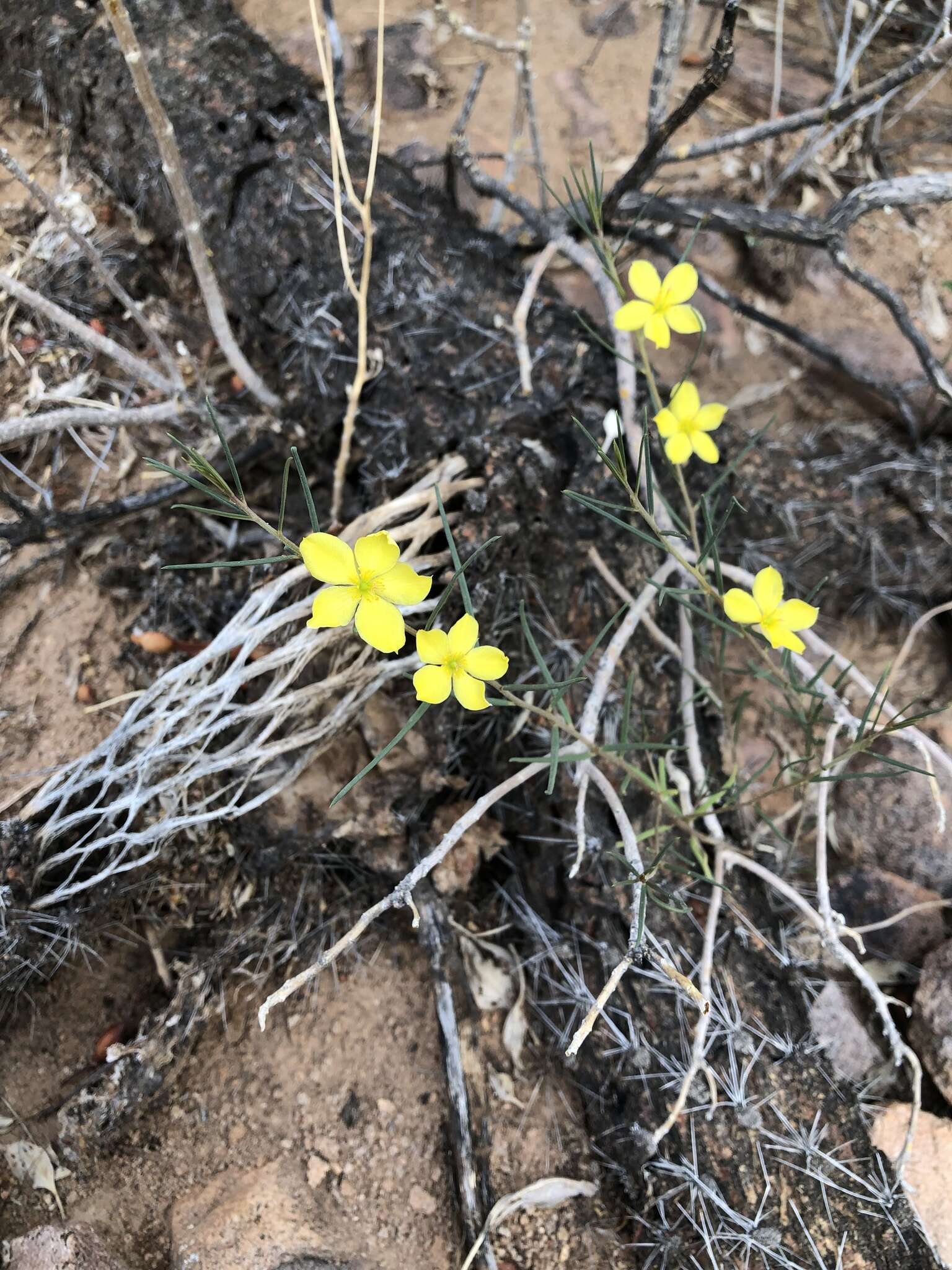 Plancia ëd Menodora scabra Engelm. ex A. Gray