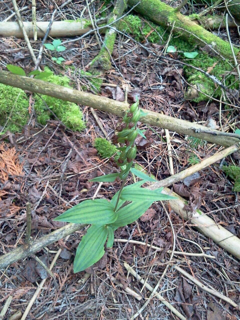 Image of Young's helleborine