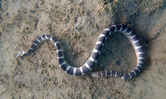 Image of Ornate Reef Sea Snake