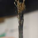 صورة Carex multifaria (Nees ex Boott) J. R. Starr