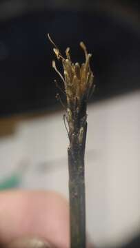 Image of Carex multifaria (Nees ex Boott) J. R. Starr