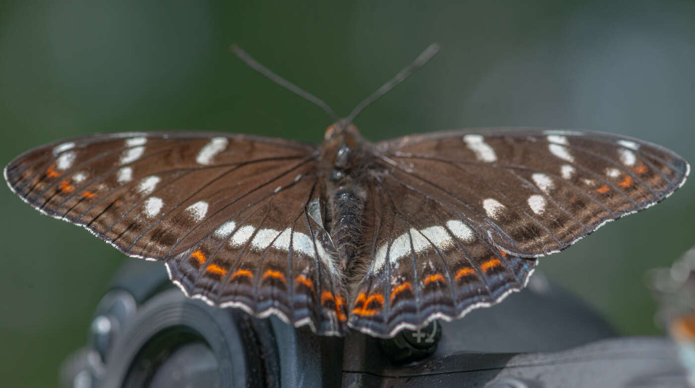 Image of poplar admiral