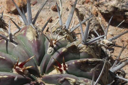 Image of Stenocactus coptonogonus (Lem.) A. Berger