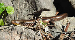 Image of Chalcides sexlineatus bistriatus Steindachner 1891