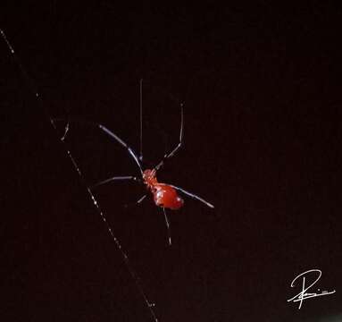 Image of Argyrodes flavescens O. Pickard-Cambridge 1880