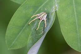 Image of Polyura hebe plautus Fruhstorfer 1898