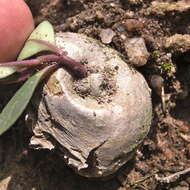 Image of Ceropegia pulchellior Bruyns