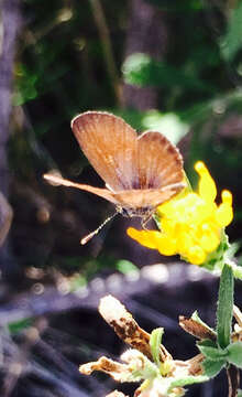 Image of Western pygmy blue