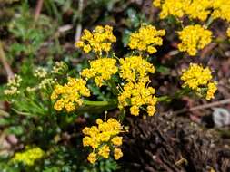 Image of Hall's biscuitroot