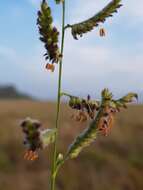 Image of Black-footed signal grass