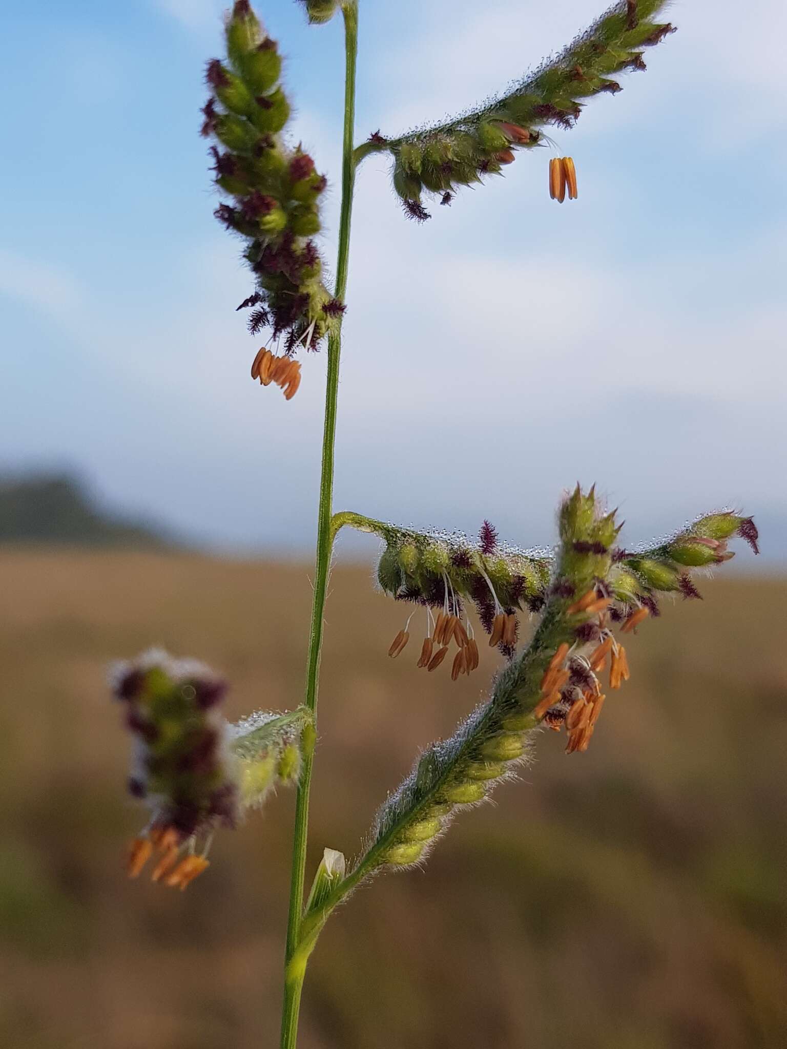 Plancia ëd Brachiaria nigropedata (Munro ex Ficalho & Hiern) Stapf