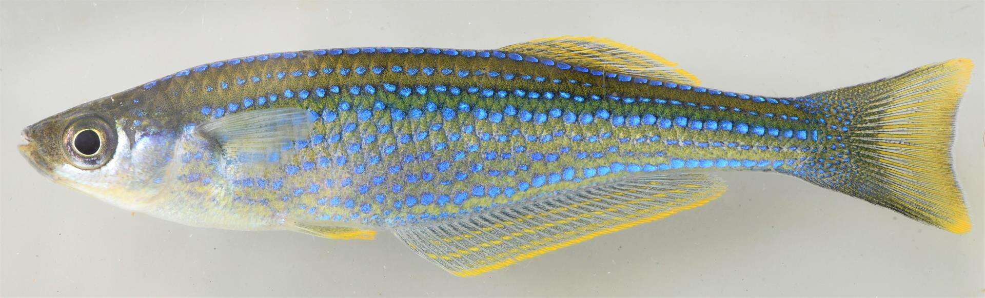 Image of Lamprichthys