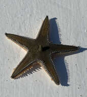 Image of Astropecten jonstoni (Delle Chiaje 1827)