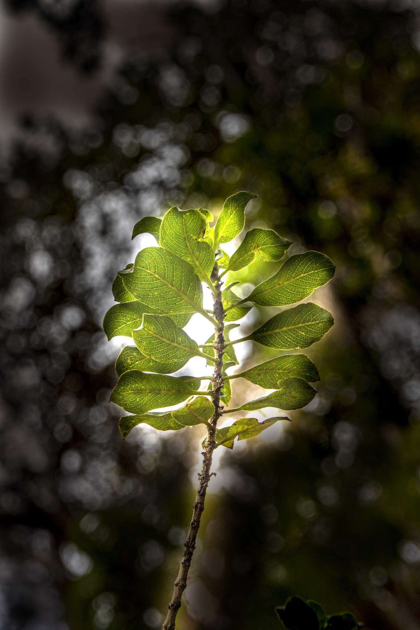 Image de Coprosma ochracea W. R. B. Oliv.