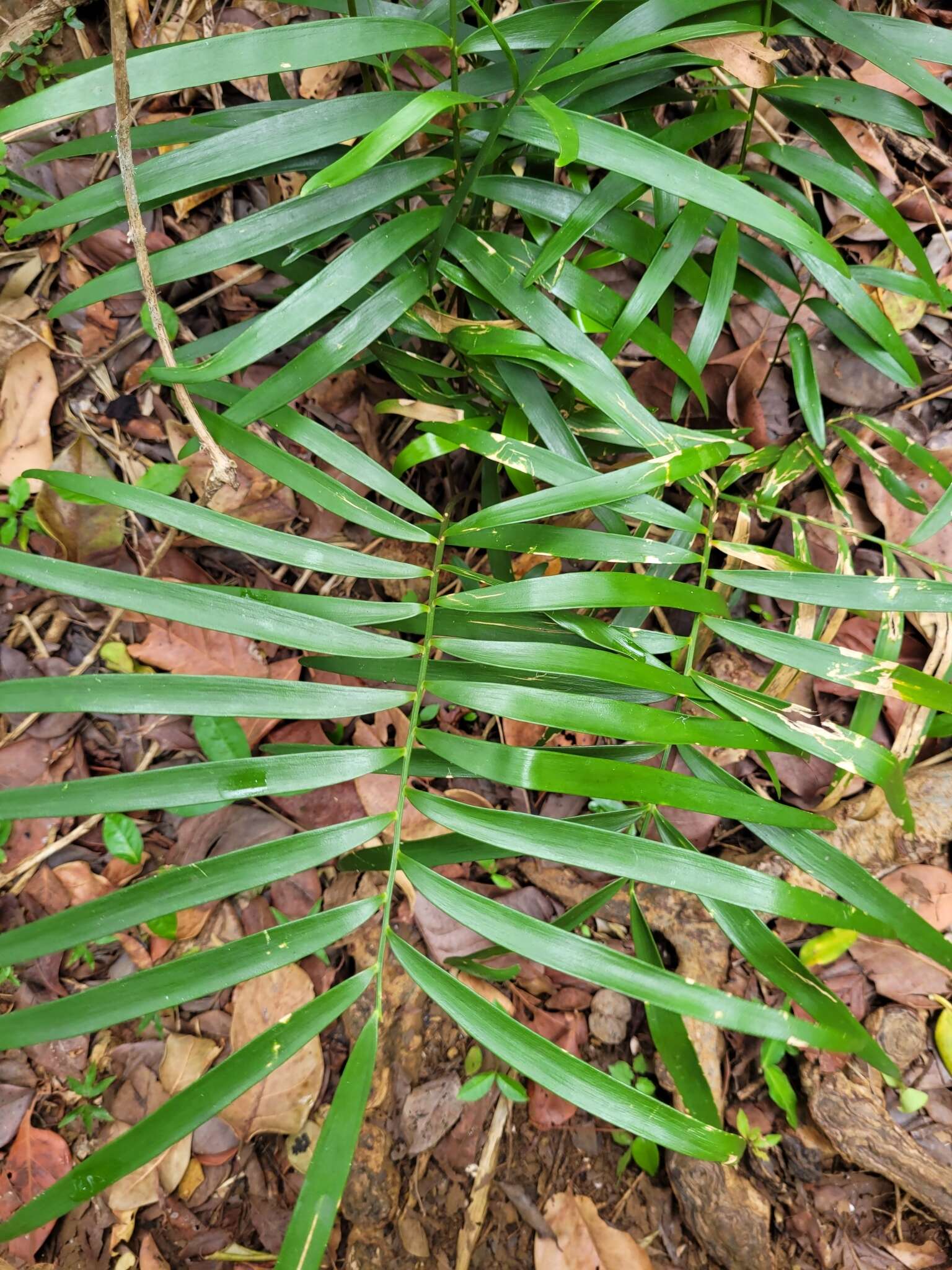 Image of coontie