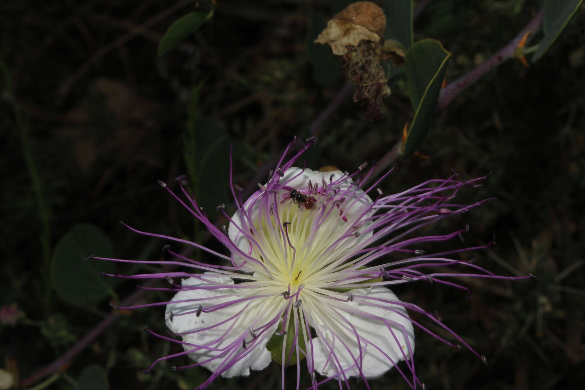 Image of Lasioglossum pseudosphecodimorphum (Blüthgen 1923)