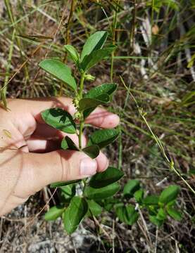 Image of Blodgett's silverbush