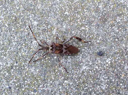 Image of Pine Seed Bug