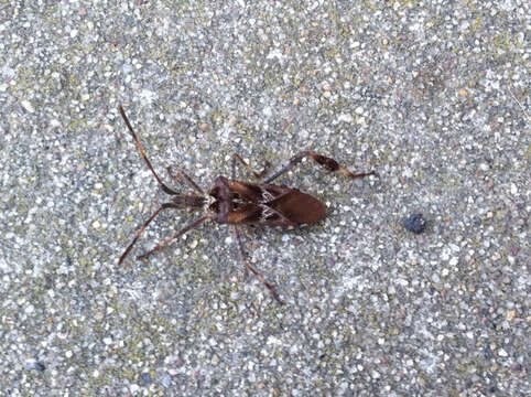 Image of Pine Seed Bug