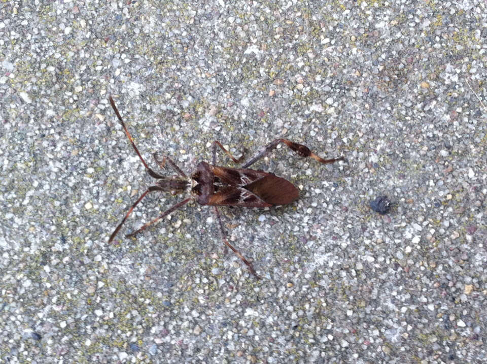 Image of Pine Seed Bug