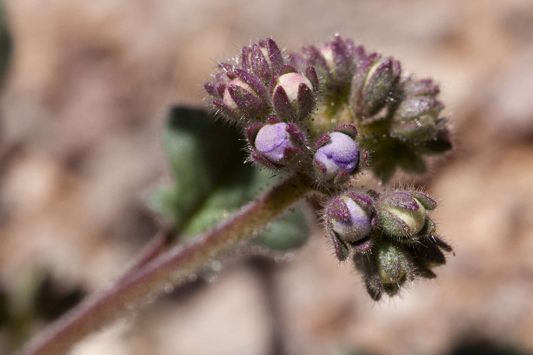 Image of Mangas Spring phacelia