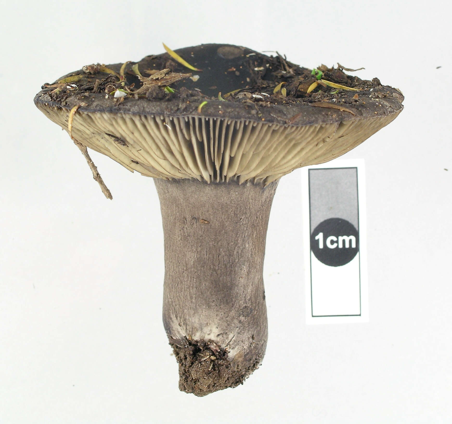 Plancia ëd Russula inquinata McNabb 1973