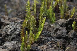 Image de Polypodium pellucidum var. vulcanicum Skottsberg