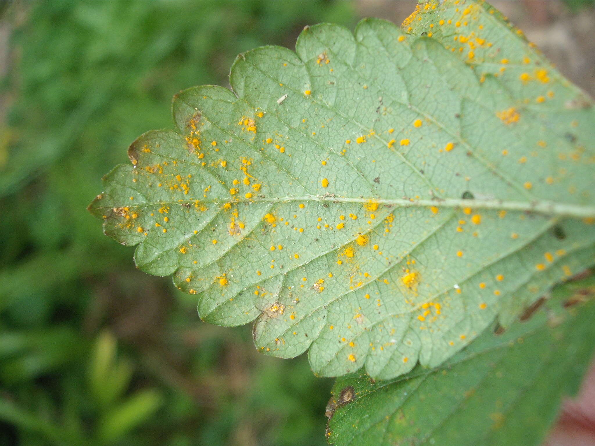 Phragmidium mexicanum (Mains) H. Y. Yun, Minnis & Aime 2011 resmi