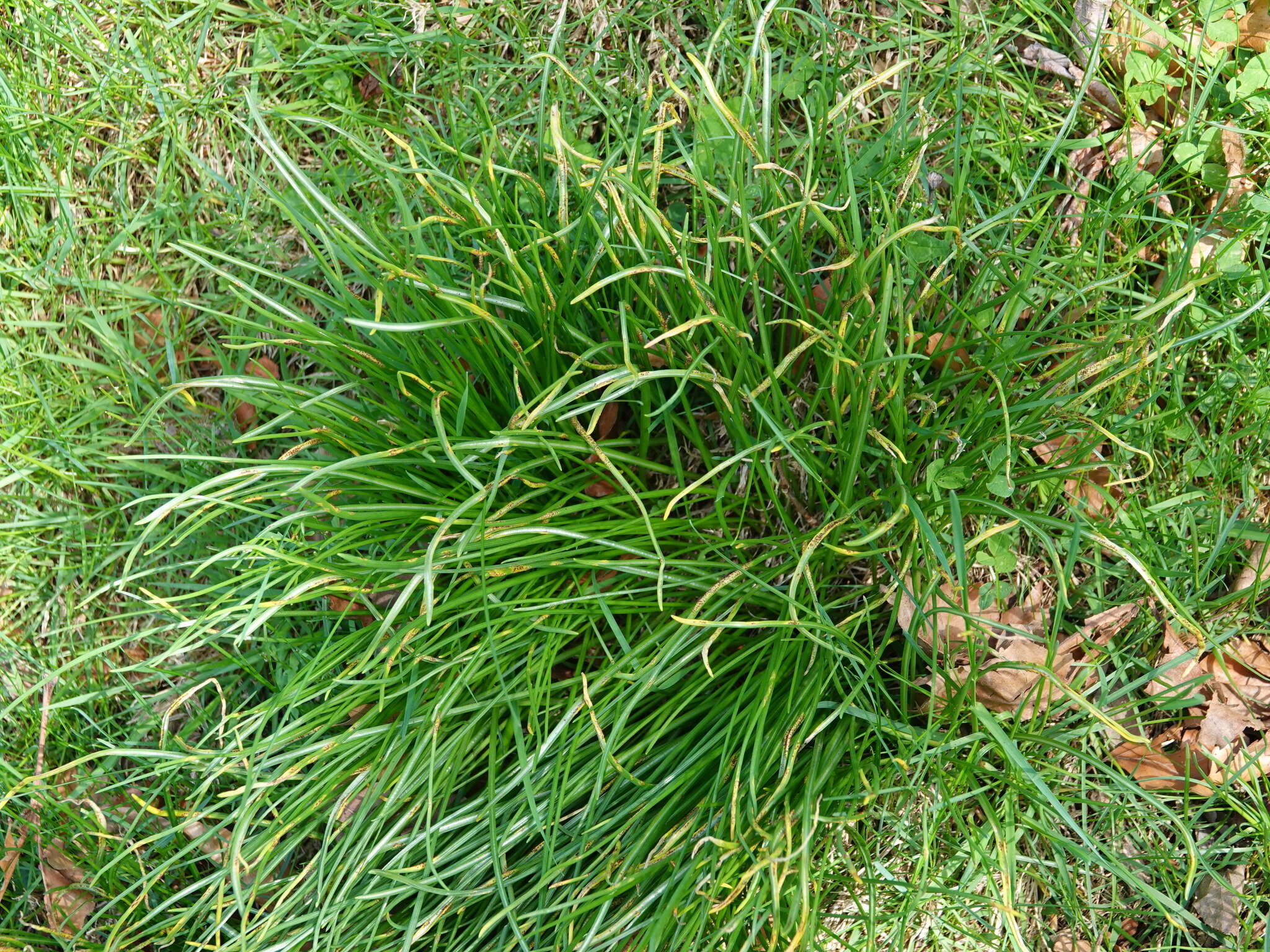 Image of Puccinia liliacearum Duby 1830