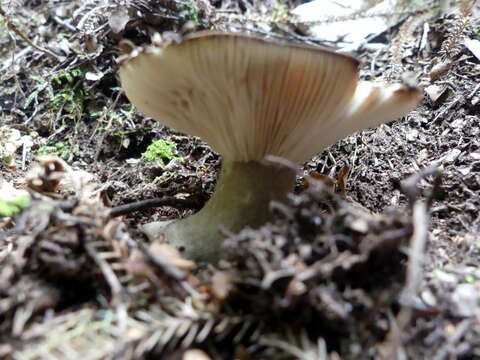 Image de Lactifluus sepiaceus (McNabb) Stubbe 2012