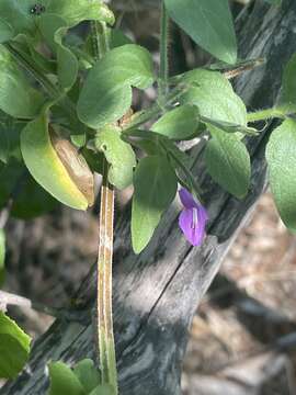 Image of Dicliptera decorticans (K. Balkwill) I. Darbysh.