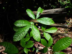 Image de Vitex triflora Vahl