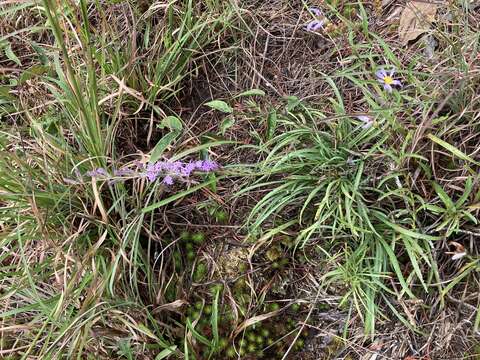 Слика од Liatris microcephala (Small) Schumann