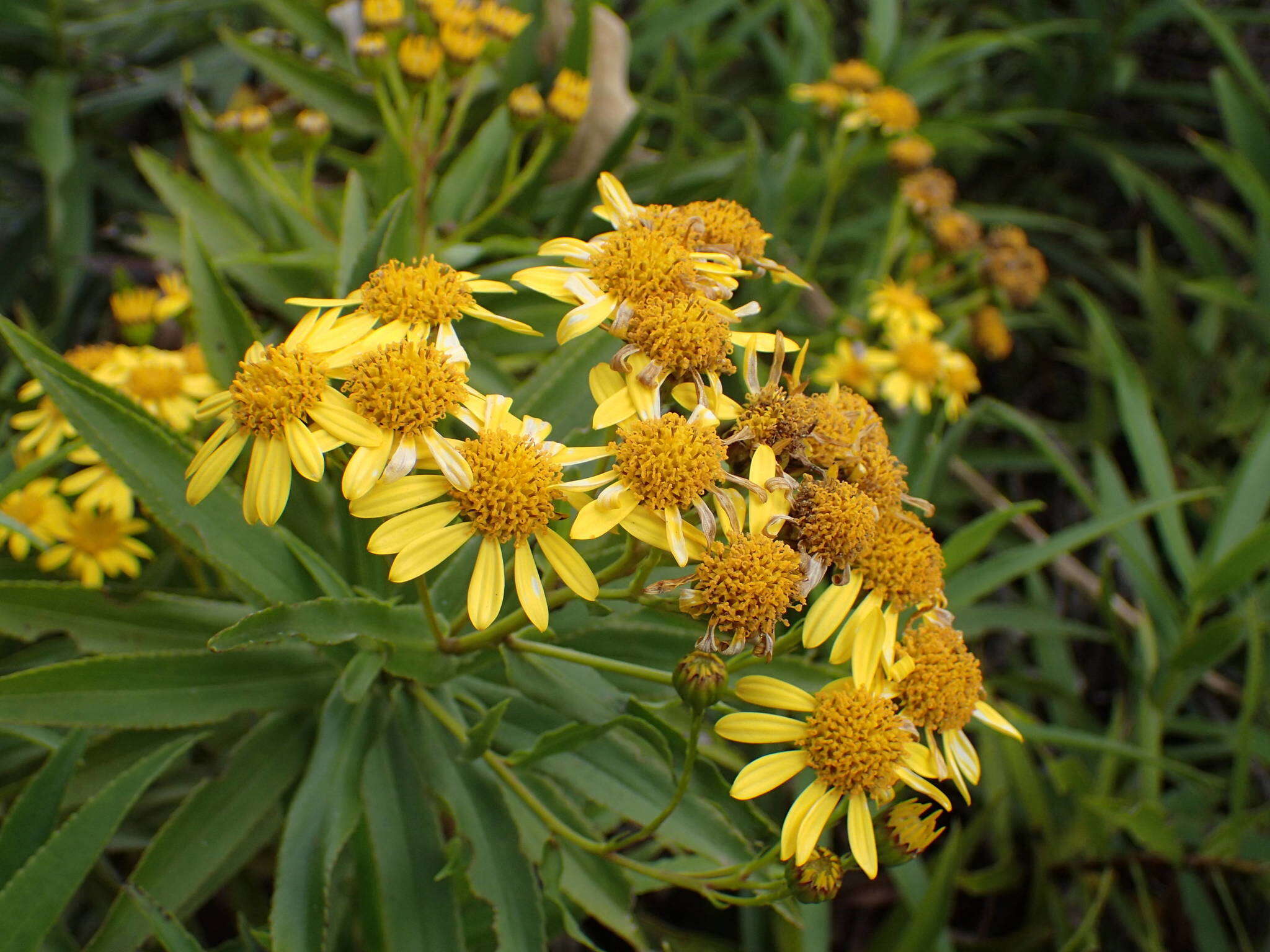 Image of Faujasia salicifolia (Pers.) C. Jeffrey