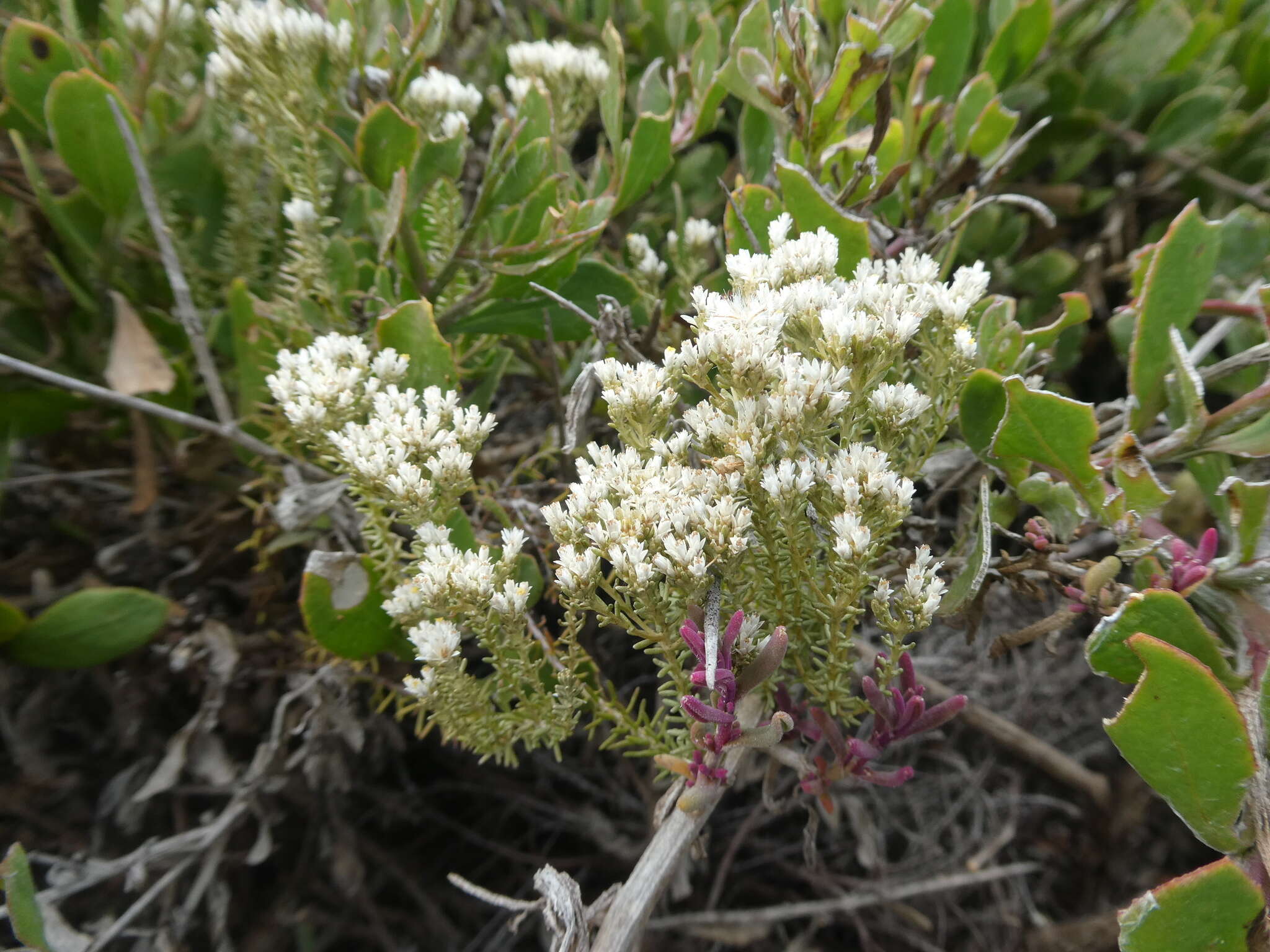 Image of Sand Everlasting