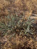 Image of wheelscale saltbush