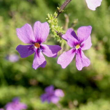 Image of Jamesbrittenia microphylla (L. fil.) O. M. Hilliard