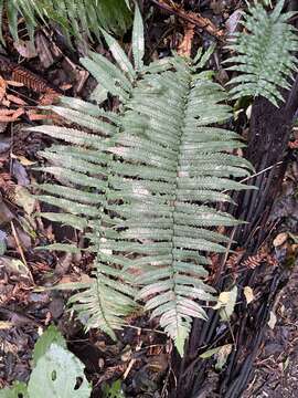 Image of Dryopteris cycadina (Franch. & Sav.) C. Chr.