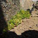 Image of Diplolepis nummulariifolia var. biflora (Phil.) Hechem & C. Ezcurra