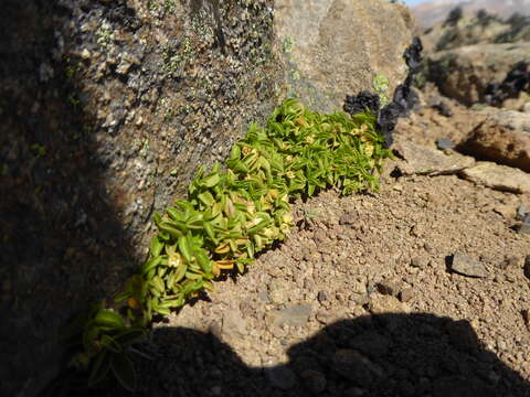 Image of Diplolepis nummulariifolia (Hook. & Arn.) Liede & Rapini