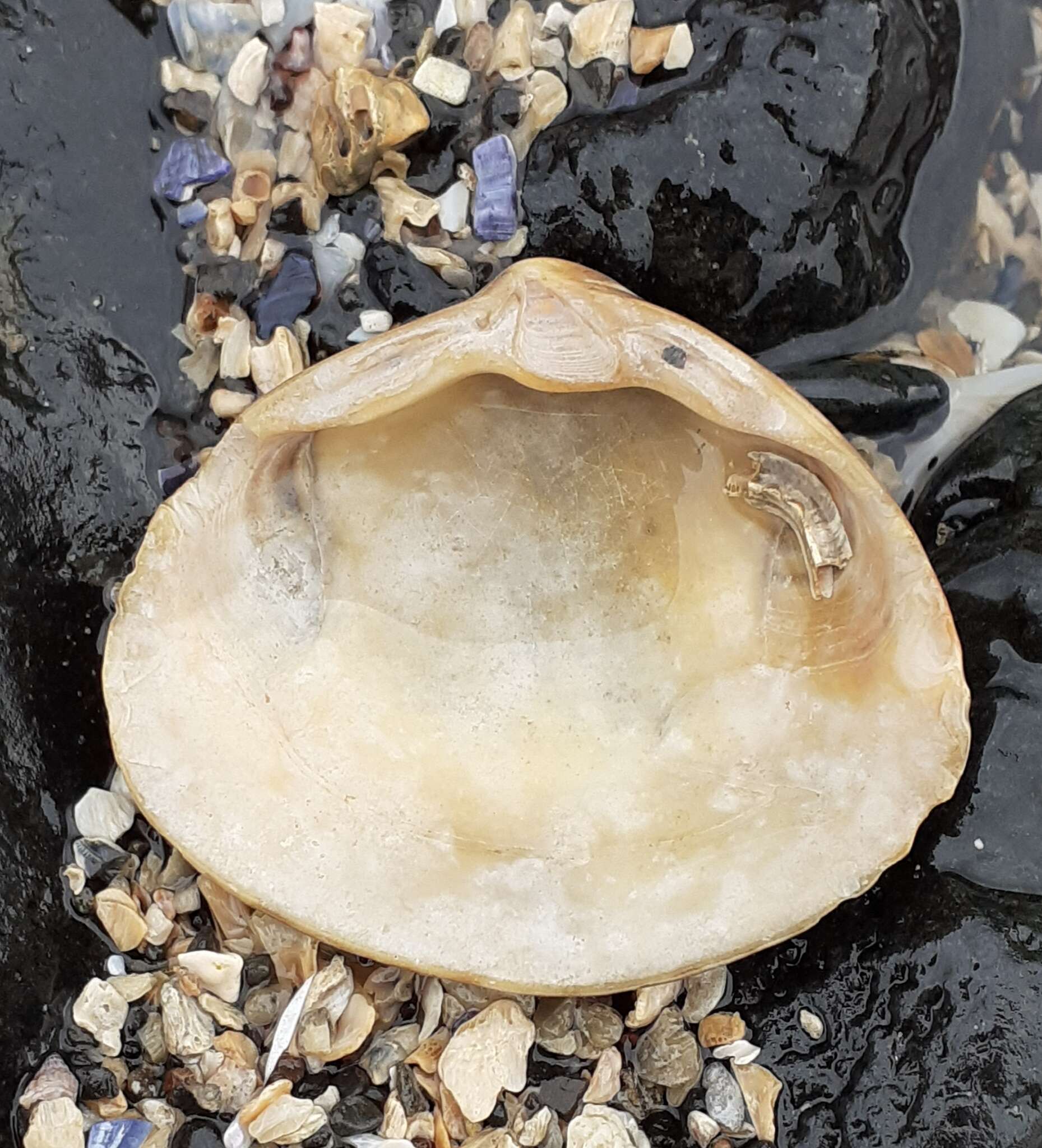 Image of surf clam