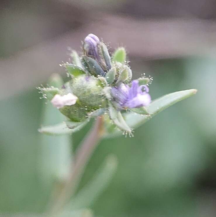 صورة Linaria micrantha (Cav.) Hoffmgg. & Link