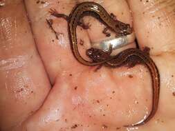 Image of Seepage Salamander