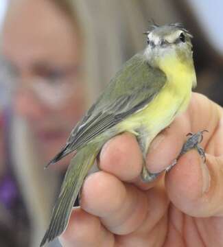 Слика од Vireo philadelphicus (Cassin 1851)