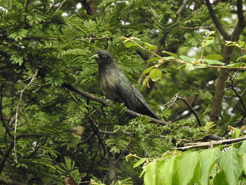 Plancia ëd Phaenicophaeus viridirostris (Jerdon 1840)