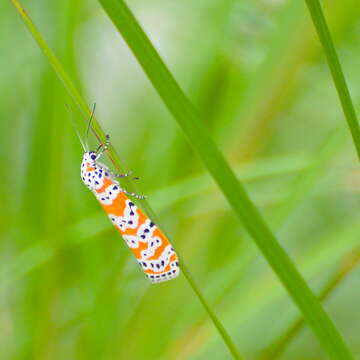 Sivun Utetheisa ornatrix Linnaeus 1758 kuva