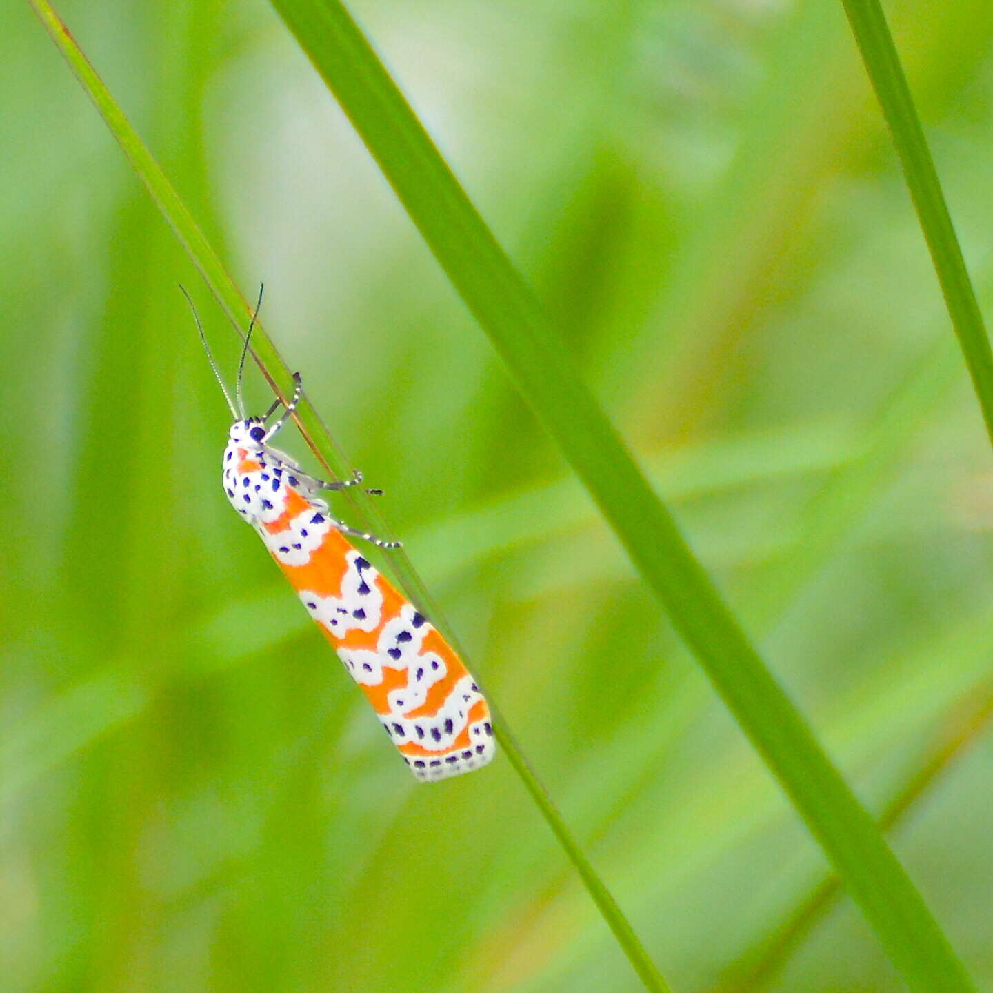 Sivun Utetheisa ornatrix Linnaeus 1758 kuva