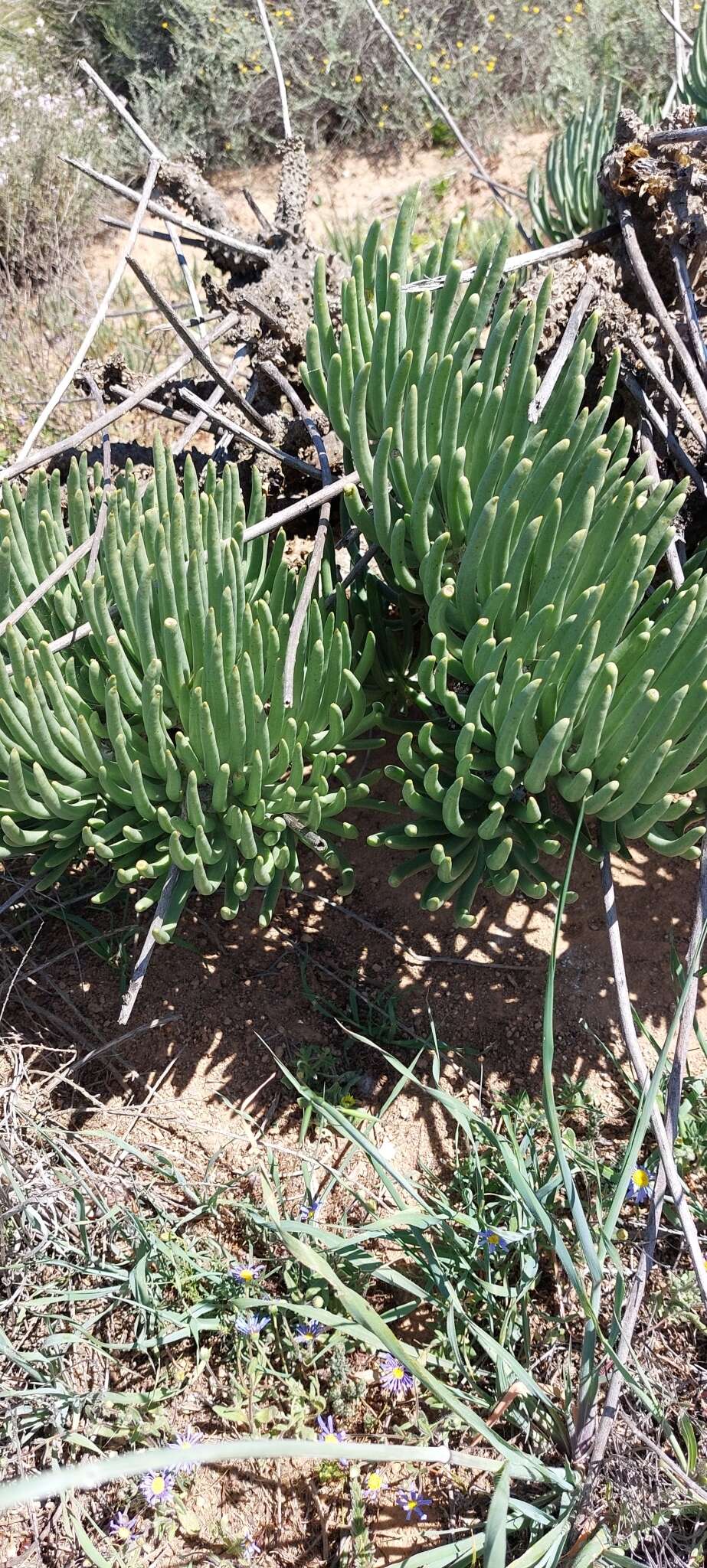 Image of Tylecodon wallichii subsp. wallichii