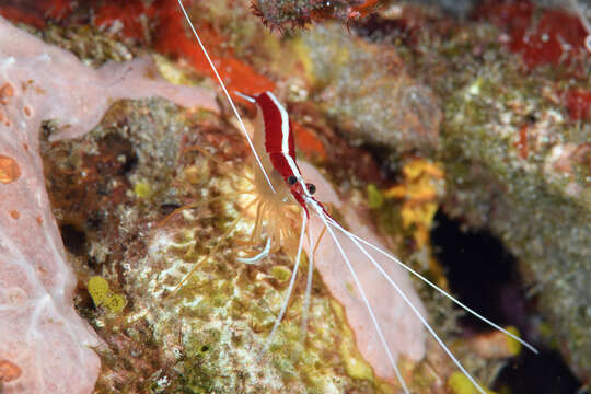 Image of red-backed cleaner shrimp