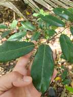 Image of Canary Beech